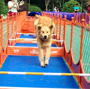 狗狗運(yùn)動會